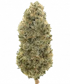 Lemon Island, sert benzin kokusu ve yüksek THC içeriğiyle öne çıkan bir hibrit türdür. Canlandırıcı etkileriyle bilinen bu türü keşfedin.