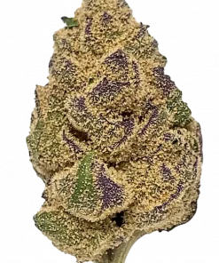 Lemon Jack, kimyasal limon aroması ve yüksek THC içeriğiyle bilinen Sativa baskın bir türdür. Enerjik etkilerini ve eşsiz aromasını keşfedin.