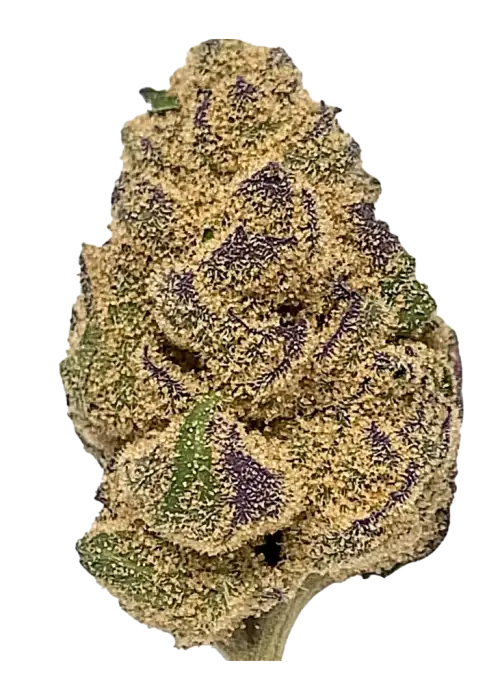 Lemon Jack, kimyasal limon aroması ve yüksek THC içeriğiyle bilinen Sativa baskın bir türdür. Enerjik etkilerini ve eşsiz aromasını keşfedin.