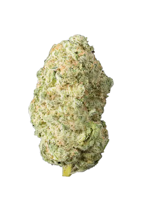 Lemon Lime Sour, keskin limon aroması ve yüksek enerji veren etkisiyle bilinen bir hibrit türdür. Sour Diesel genetiğiyle üretilmiştir. Özelliklerini keşfedin.