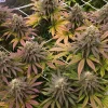Lemon Mandarin™ Feminized Esrar Tohumu (Fast Buds)