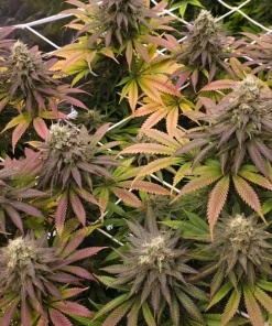 Lemon Mandarin™ Feminized Esrar Tohumu (Fast Buds)