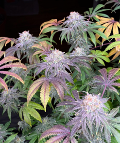 Lemon Mandarin™ Feminized Esrar Tohumu (Fast Buds)