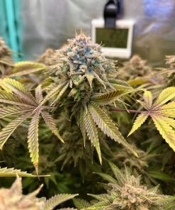 Lemon Mandarin™ Feminized Esrar Tohumu (Fast Buds)