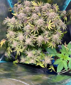 Lemon Mandarin™ Feminized Esrar Tohumu (Fast Buds)