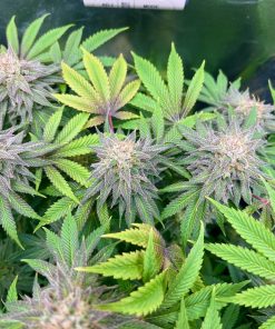 Lemon Mandarin™ Feminized Esrar Tohumu (Fast Buds)