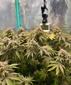 Lemon Mandarin™ Feminized Esrar Tohumu (Fast Buds)