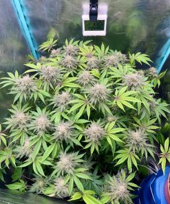Lemon Mandarin™ Feminized Esrar Tohumu (Fast Buds)