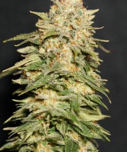 Lemon Mandarin™ Feminized Esrar Tohumu (Fast Buds)