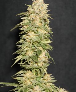 Lemon Mandarin™ Feminized Esrar Tohumu (Fast Buds)
