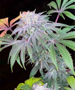 Lemon Mandarin™ Feminized Esrar Tohumu (Fast Buds)