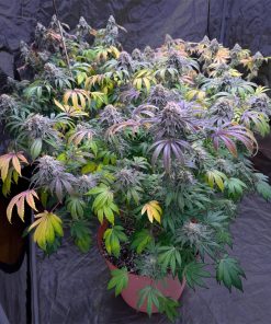 Lemon Mandarin™ Feminized Esrar Tohumu (Fast Buds)