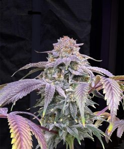 Lemon Mandarin™ Feminized Esrar Tohumu (Fast Buds)