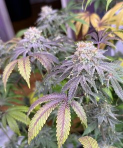 Lemon Mandarin™ Feminized Esrar Tohumu (Fast Buds)