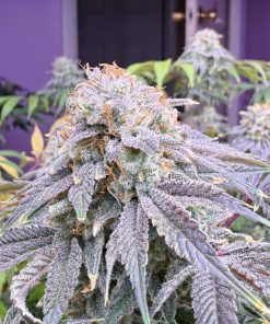 Lemon Mandarin™ Feminized Esrar Tohumu (Fast Buds)