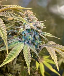 Lemon Mandarin™ Feminized Esrar Tohumu (Fast Buds)