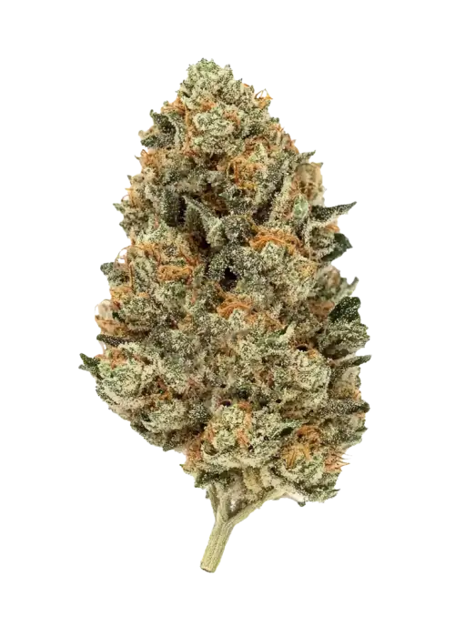 Lemon Mandarin, canlı narenciye aroması ve yüksek enerjisiyle öne çıkan sativa baskın türdür. Bu eşsiz türün genetik yapısını ve etkilerini keşfedin.