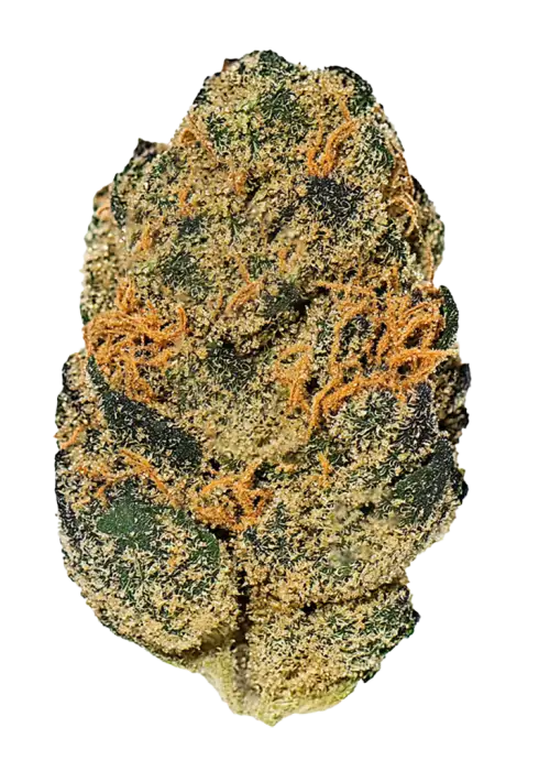 Lemon Meringue, kimyasal limon aroması ve fındık notalarıyla öne çıkan Sativa baskın bir türdür. Yaratıcılığı artıran bu özel türü keşfedin.