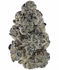 Lemon Orange, yüksek THC'si ve belirgin limon-portakal aromasıyla öne çıkan sativa baskın bir türdür. Enerjik etkilerini ve genetik yapısını keşfedin.