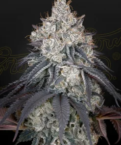 Lemon Orange Feminized Esrar Tohumu (Green House Seed Co.)