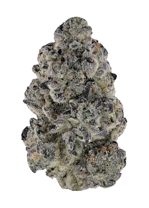 Lemon Orange, yüksek THC'si ve belirgin limon-portakal aromasıyla öne çıkan sativa baskın bir türdür. Enerjik etkilerini ve genetik yapısını keşfedin.