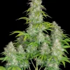 Lemon Pie Auto Fem Esrar Tohumu (Fast Buds)
