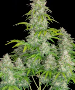 Lemon Pie Auto Fem Esrar Tohumu (Fast Buds)