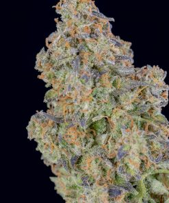 Lemon Pie Auto Fem Esrar Tohumu (Fast Buds)