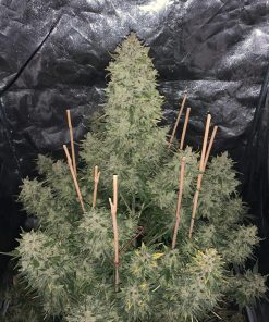 Lemon Pie Auto Fem Esrar Tohumu (Fast Buds)