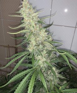 Lemon Pie Auto Fem Esrar Tohumu (Fast Buds)