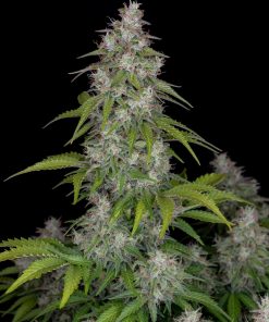 Lemon Pie Auto Fem Esrar Tohumu (Fast Buds)