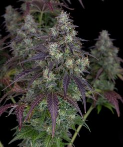 Lemon Pie Auto Fem Esrar Tohumu (Fast Buds)