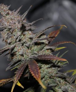 Lemon Pie Auto Fem Esrar Tohumu (Fast Buds)