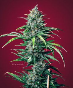 Lemon Pie Auto Fem Esrar Tohumu (Fast Buds)