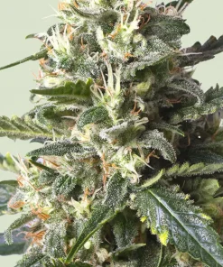 Lemon Shining Silver Haze Feminized Esrar Tohumu (Royal Queen Seeds)