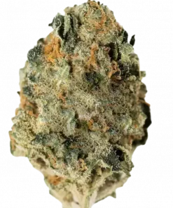 Lemon Skunk, kimyasal limon aroması ve yüksek THC içeriğiyle bilinen Sativa baskın bir türdür. Eşsiz genetik yapısını ve potansiyel faydalarını keşfedin.