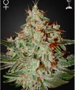Lemon Skunk Feminized Esrar Tohumu (Green House Seed Co.)