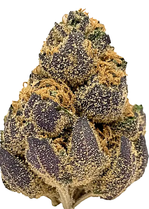 Lemon Slushie, kimyasal limon aroması ve yüksek THC içeriğiyle öne çıkan dengeli bir hibrit türdür. Etkilerini ve tıbbi faydalarını keşfedin.