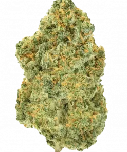 Lemon Squeeze, tatlı portakal aromasıyla öne çıkan dengeli bir hibrit türdür. Anksiyete ve stres için ideal. Genetik yapısını ve potansiyelini keşfedin.