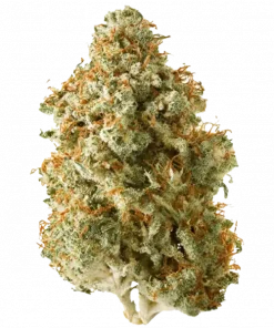 Lemon Sugar, kimyasal limon aroması ve yüksek THC içeriğiyle bilinen sativa dominant bir türdür. Enerji verici ve yaratıcılığı artıran etkilerini keşfedin.