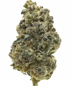 Lemon Tart, kimyasal limon aroması ve yüksek THC içeriğiyle bilinen Sativa baskın bir türdür. Enerji verici etkilerini ve eşsiz lezzetini keşfedin.