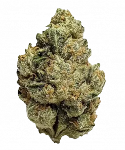 Lemon Tree, yakıtımsı limon aroması ve yüksek THC içeriğiyle öne çıkan dengeli bir hibrit türdür. Mutluluk ve rahatlama etkilerini keşfedin.