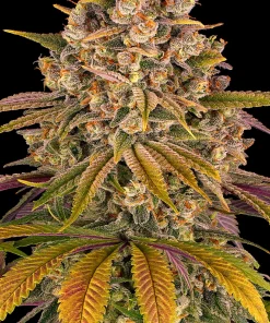 Lemon Tree Feminized Esrar Tohumu (Barney's Farm)