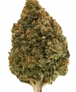 Lemon Twist, limon aroması ve enerji verici etkileriyle bilinen dengeli bir hibrit türdür. Anksiyete ve stresi azaltmaya yardımcı olabilir. Özelliklerini keşfedin.