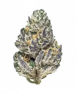 Lemonatti, sert limon aroması ve yüksek THC içeriğiyle bilinen Sativa baskın bir türdür. Enerjik etkileri ve genetik yapısını keşfedin.