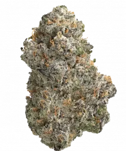 Lemonberry Cherries, sert limon ve tatlı çilek aromalarıyla öne çıkan dengeli bir hibrit türdür. -25 THC ile potansiyelini keşfedin ve etkilerini görüntüleyin.