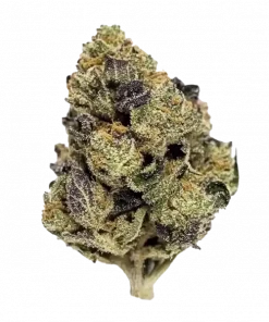 Limoncello, yoğun limon aroması ve rahatlatıcı etkileriyle bilinen sativa baskın bir türdür. Cherry Pie ve Lemonnade genetiğini keşfedin ve özelliklerini görüntüleyin.