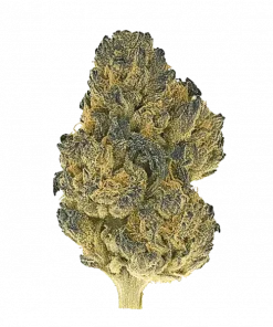 Lemonessense, kimyasal limon aroması notaları ve THC oranıyla öne çıkan Indica baskın bir türdür. Yükseltici etkilerini ve genetik yapısını keşfedin.