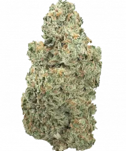 Lemongrass, sert yakıtımsı aroması ve dengeli genetiğiyle öne çıkan bir hibrit türdür. Yaratıcılığı tetikleyen bu türün özelliklerini keşfedin ve sipariş verin.