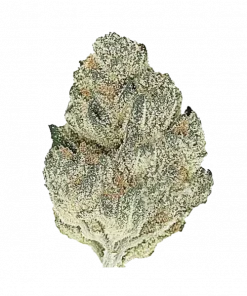 Lemonhead OG, yakıtımsı ve limon aromalarıyla öne çıkan Sativa baskın türdür. Yüksek THC içeriğiyle dikkat çeken bu türün genetik yapısını keşfedin.